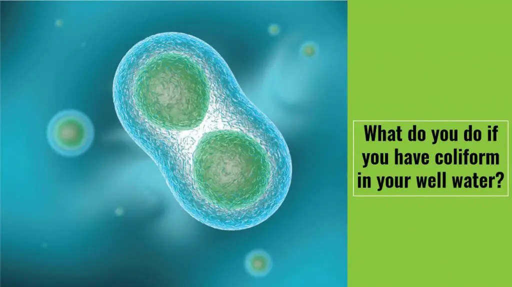 What do you do if you have coliform in your well water?